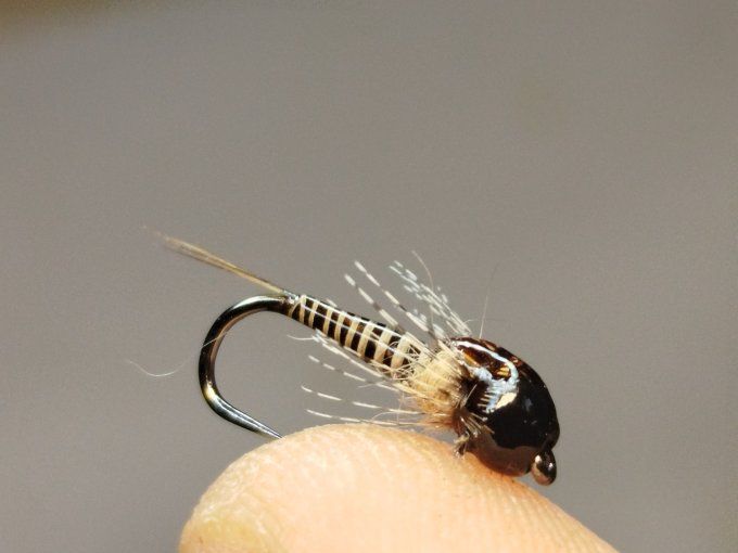 Nymphe de baetidé tungstène 