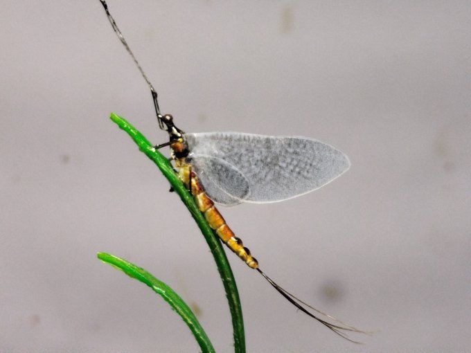 Vulgata