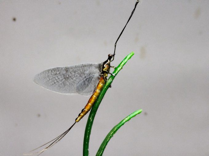 Vulgata