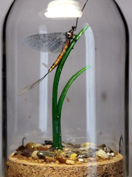 Vulgata