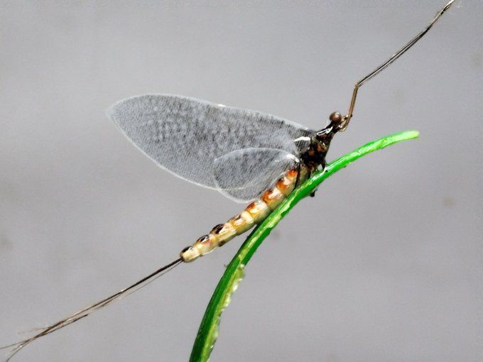 Vulgata 
