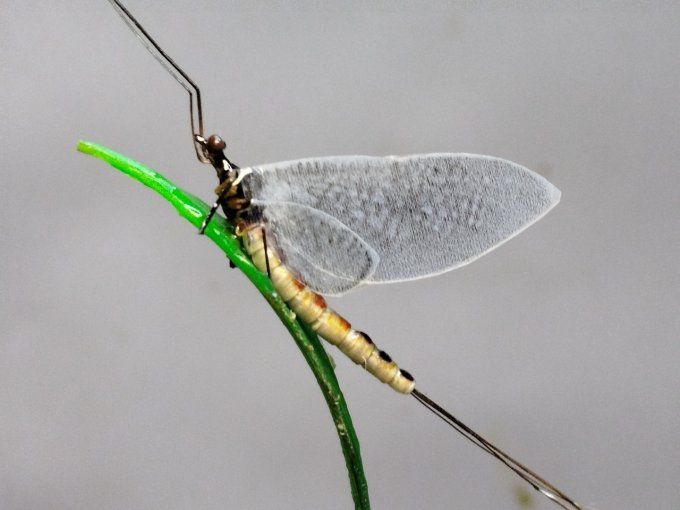 Vulgata 