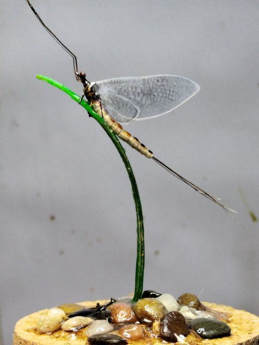 Vulgata 