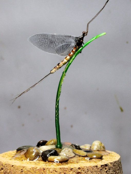Vulgata 