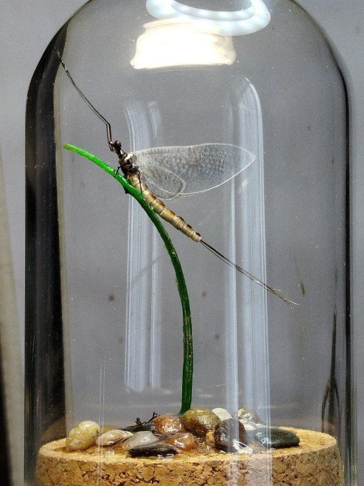 Vulgata 