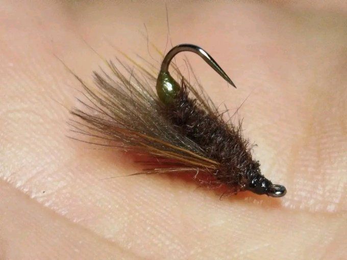 Sedge cul vert ( brachycentrus)