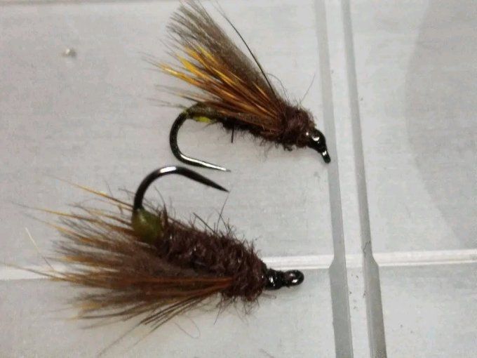 Sedge cul vert ( brachycentrus)