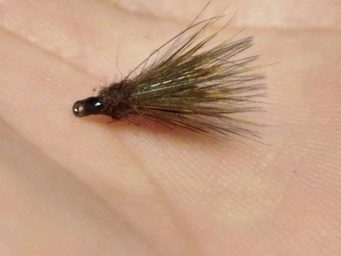 Sedge cul vert ( brachycentrus)