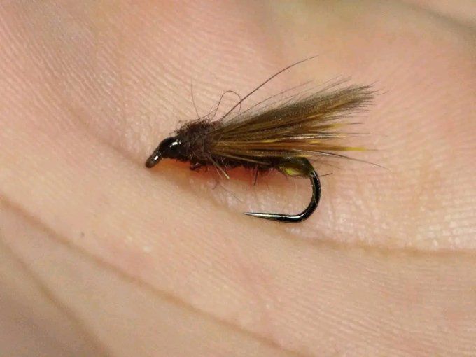 Sedge cul vert ( brachycentrus)