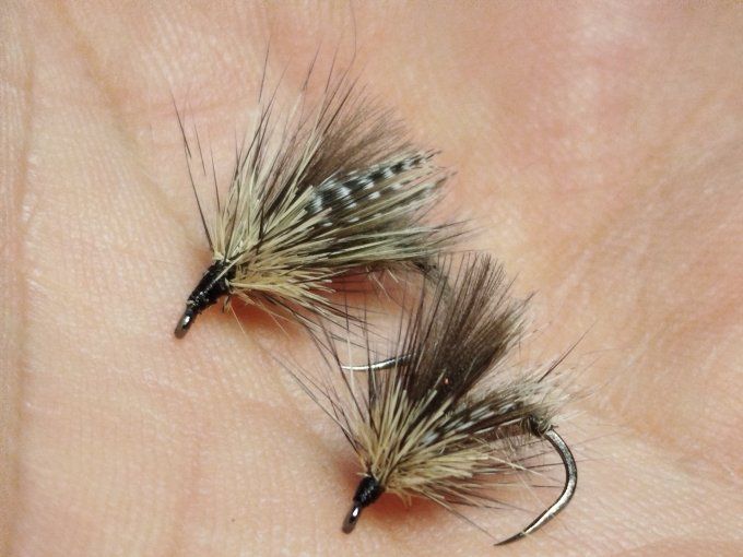 Sedge émergent  