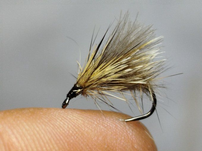 Sedge émergent  