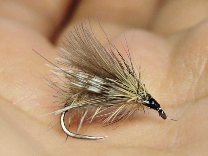 Sedge émergent  