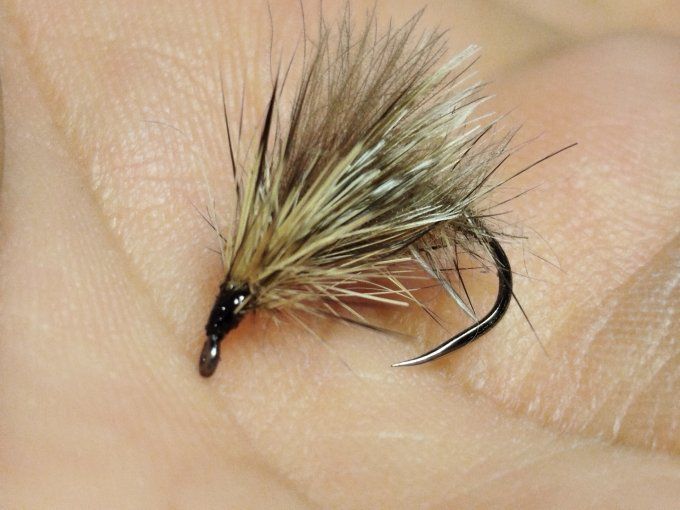Sedge émergent  