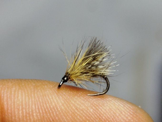 Sedge émergent  