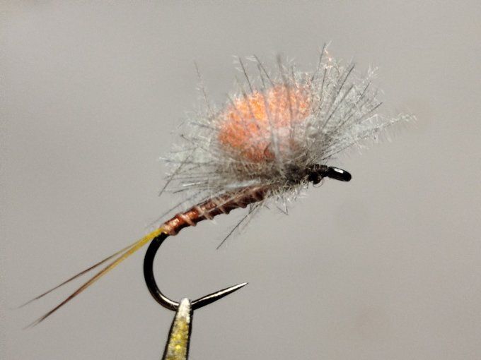 Ecdyonurus parachute 