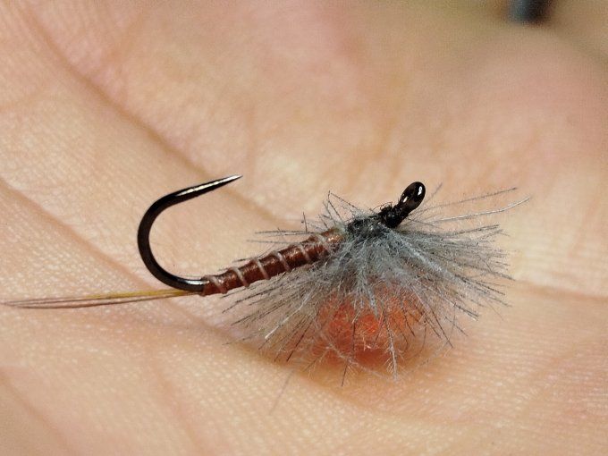 Ecdyonurus parachute 