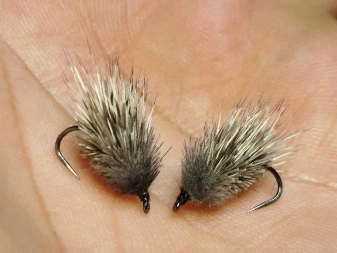 Sedge chevreuil, cdc
