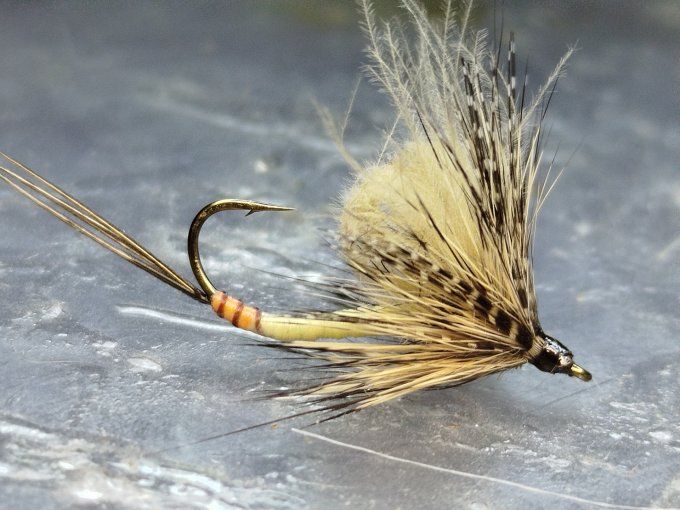 Mouche de mai 