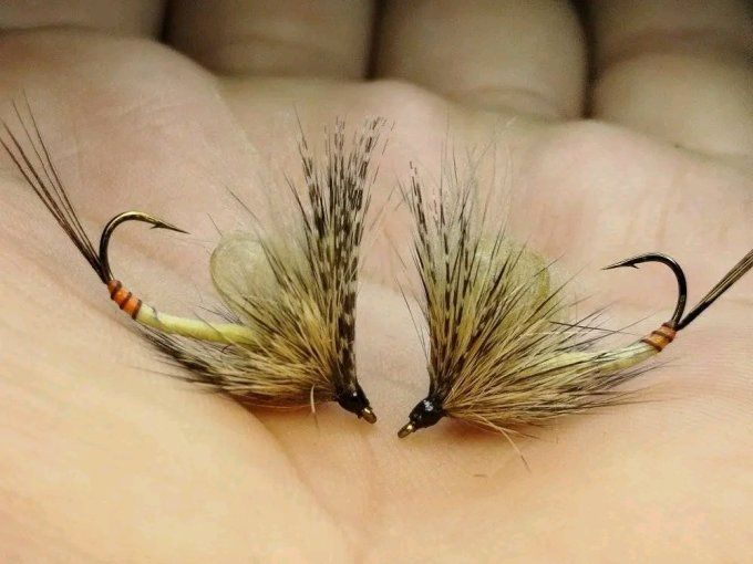 Mouche de mai 