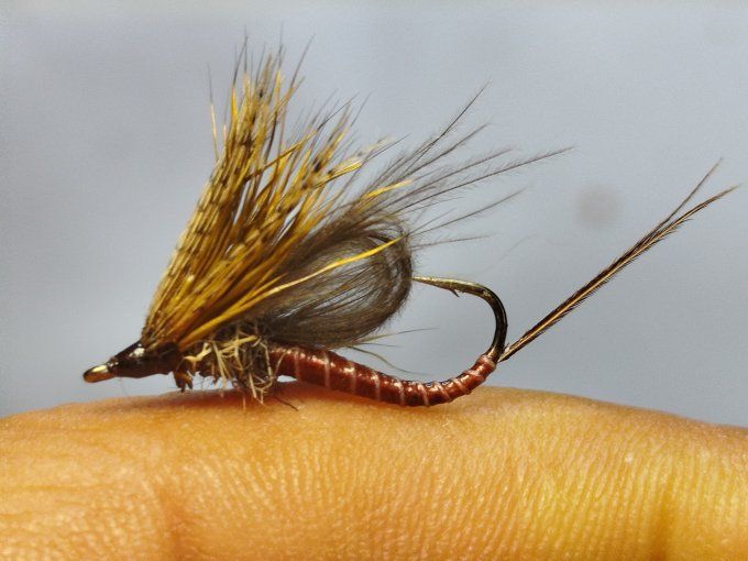 Ecdyonurus 1770