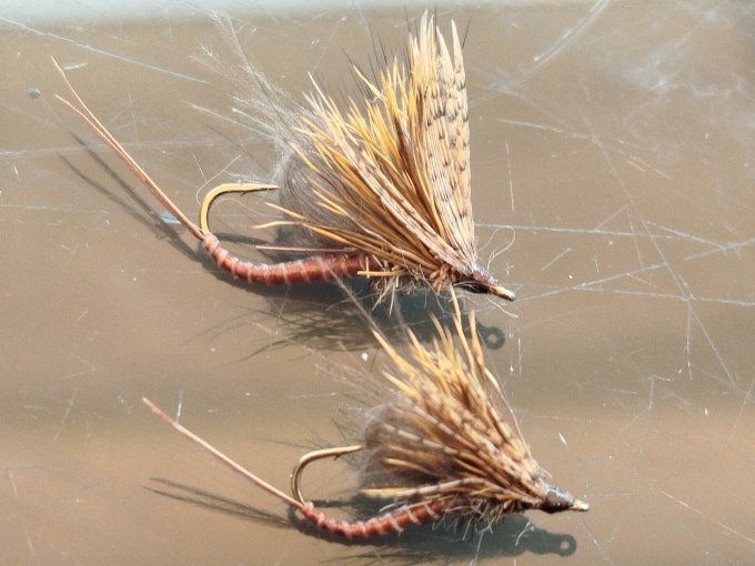 Ecdyonurus 1770