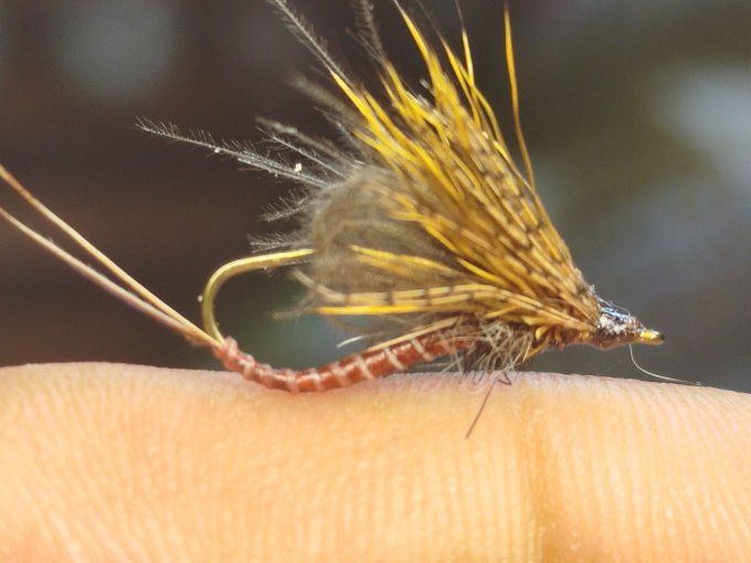 Ecdyonurus 1770