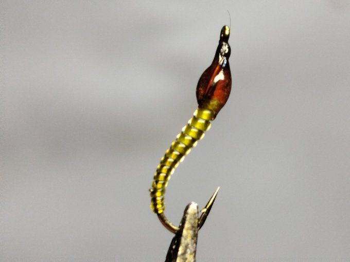 Chiro olive daiichi 1770