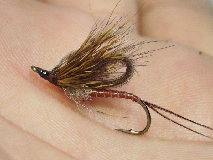 Ecdyonurus daiichi 1770