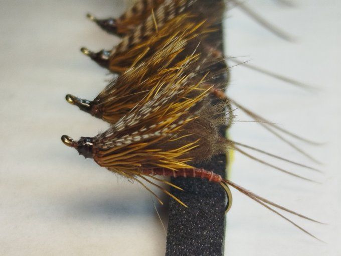 Ecdyonurus daiichi 1770