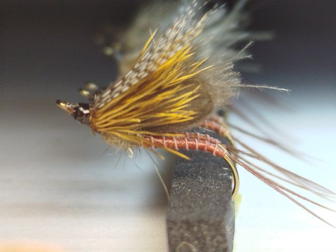 Ecdyonurus daiichi 1770