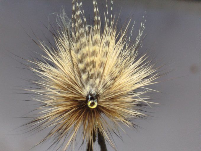 mouche de mai 
