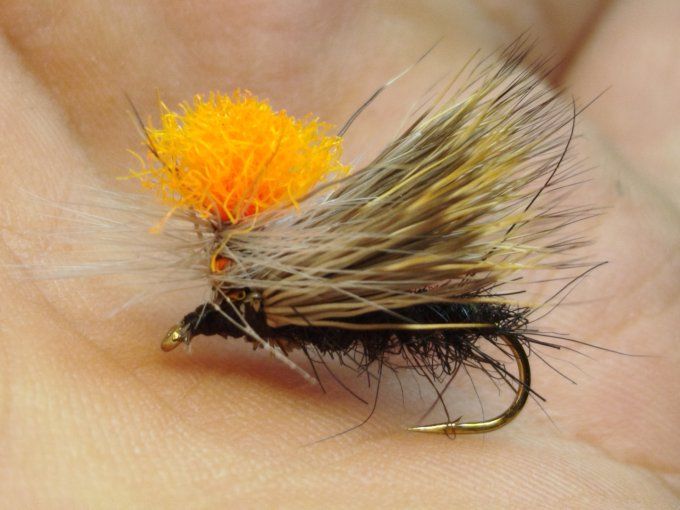 Sedge indicateur 