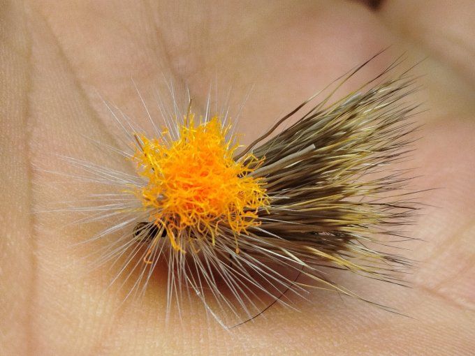 Sedge indicateur 