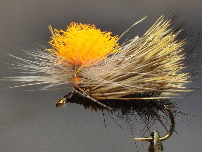 Sedge indicateur 