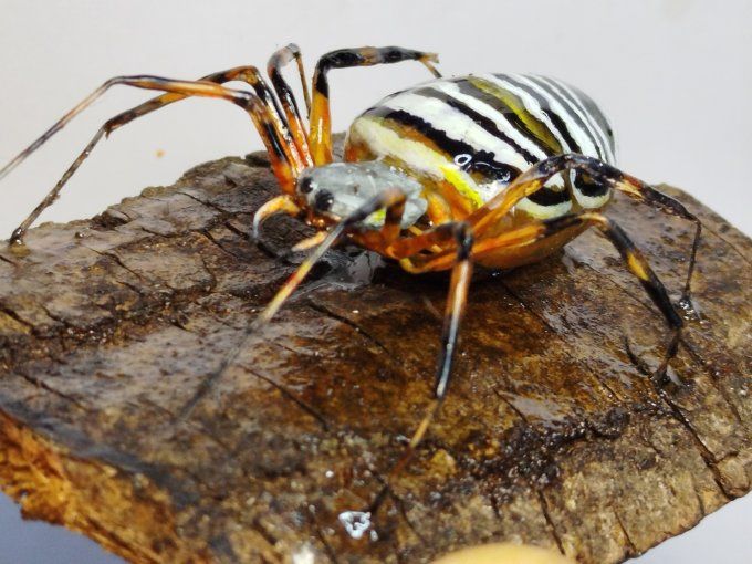 Argiope frelon ou epeire fasciée 
