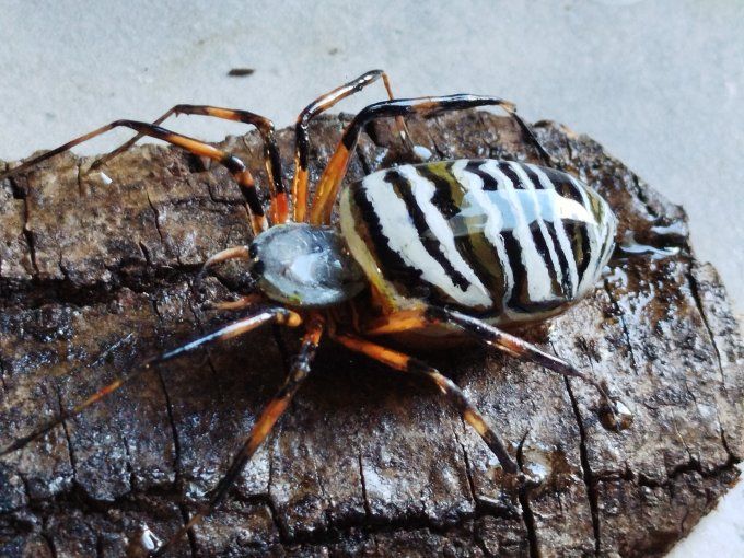 Argiope frelon ou epeire fasciée 