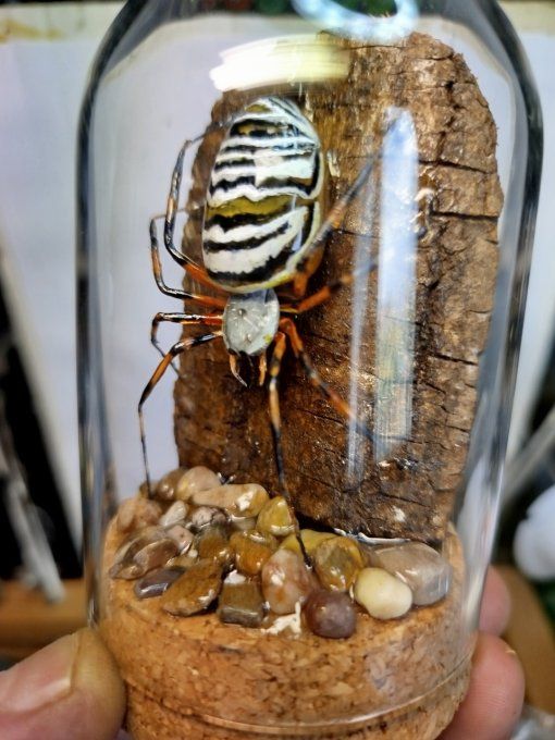 Argiope frelon ou epeire fasciée 