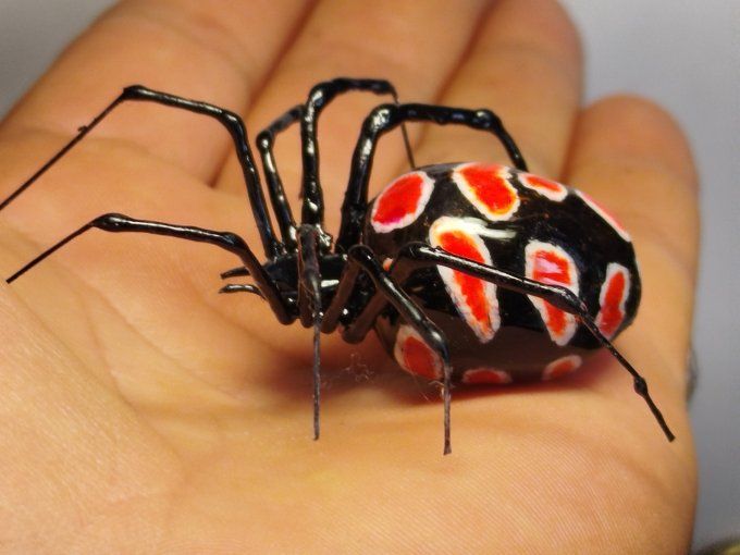 latrodectus tredecimguttatus , veuve noire 