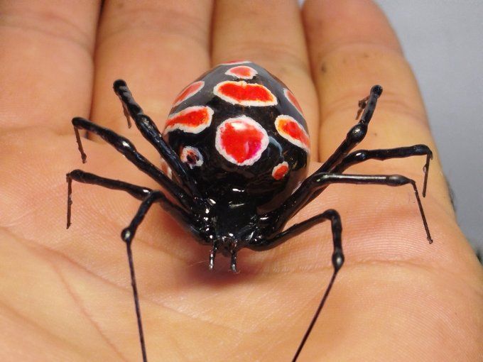 latrodectus tredecimguttatus , veuve noire 