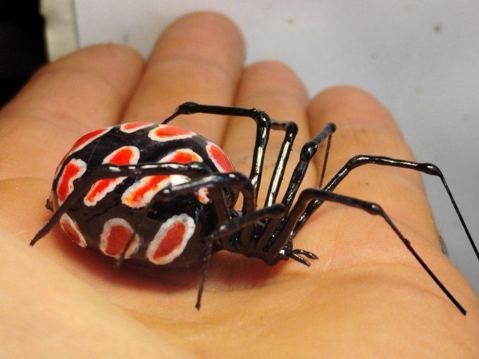 latrodectus tredecimguttatus , veuve noire 
