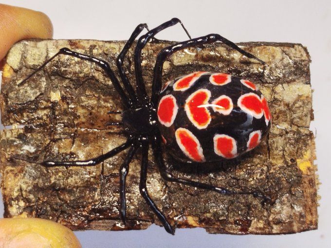 latrodectus tredecimguttatus , veuve noire 