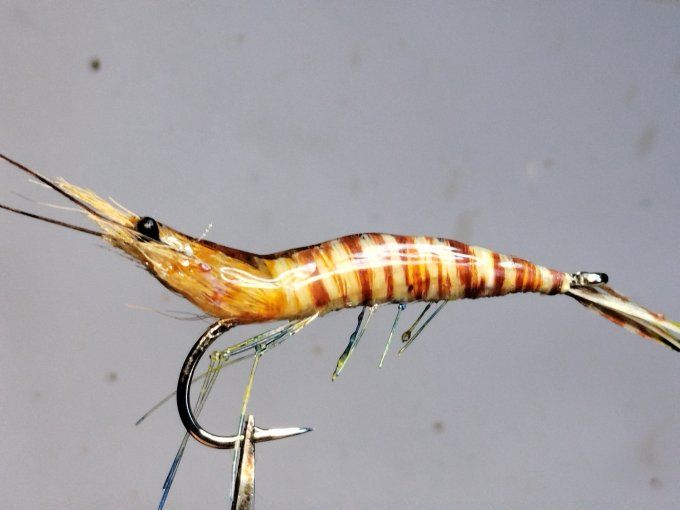 Crevette impériale 