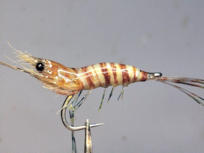 Petite crevette impériale 