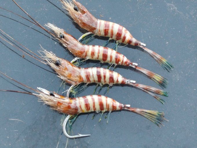 Petite crevette impériale 