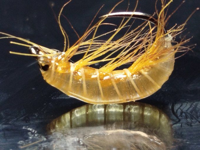 Gammare translucide light Brown 