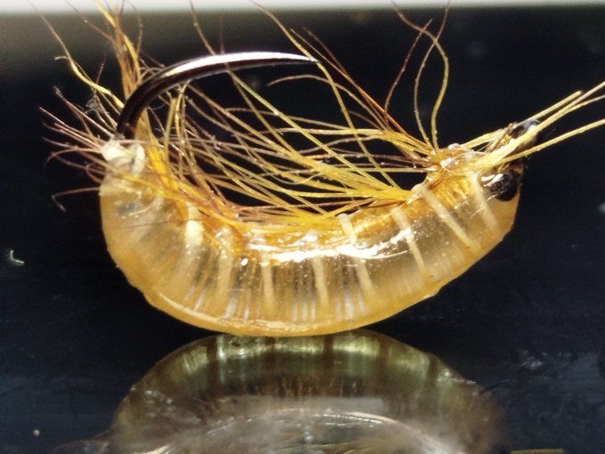 Gammare translucide light Brown