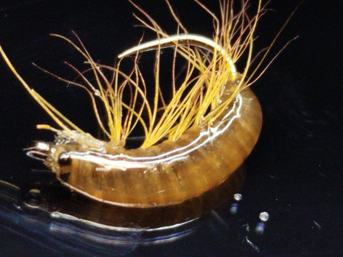 Gammare translucide brown