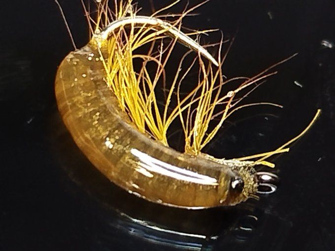 Gammare translucide brown