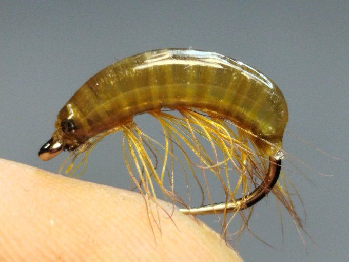 Gammare translucide brown