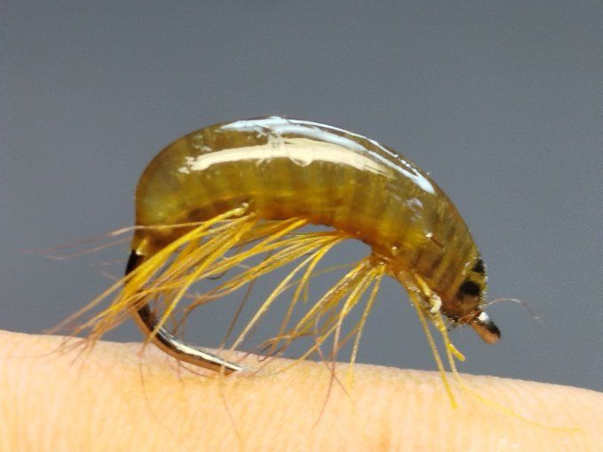 Gammare translucide brown